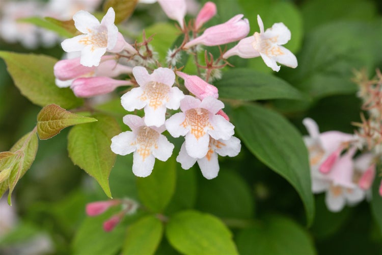 Kolkwitzia amabilis, Kolkwitzie, rosa Blüten, 60–100 cm