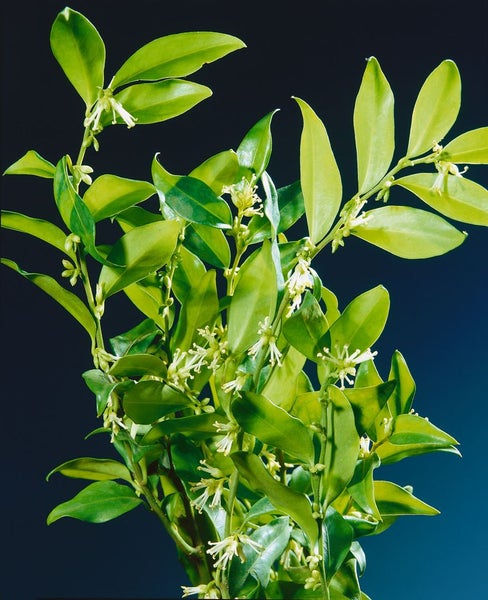 Sarcococca confusa, Duftende Schattenblume, immergrün, 2 Liter Container
