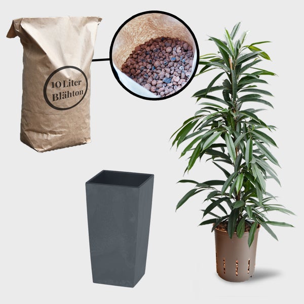 Zimmerpflanze mit Blähton in einem Pflanztopf und einem Sack mit 10 Liter Blähton