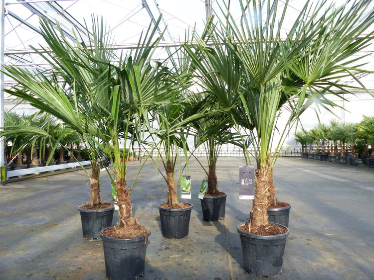 Trachycarpus fortunei 140 - 170 cm Palme Hanfpalme, winterhart bis -18°C