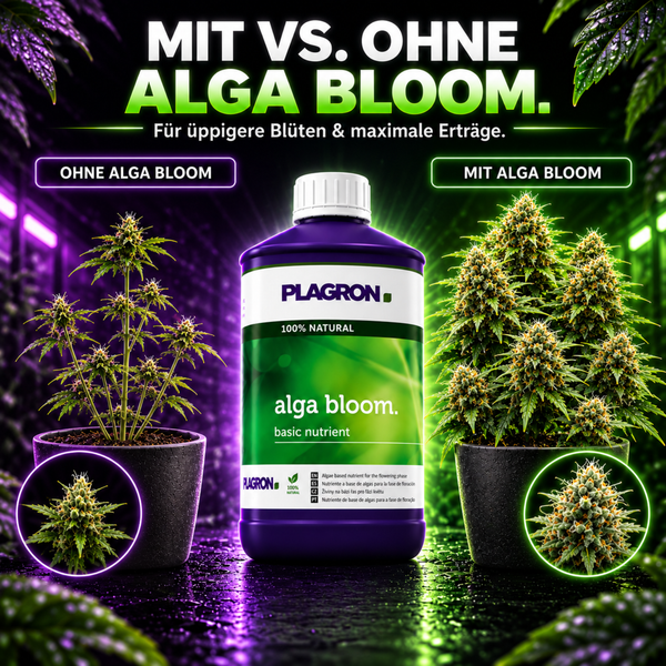 Plagron Alga Bloom Pflanzendünger für die Blütephase im direkten Vergleich für üppige Blüten und Ertrag.