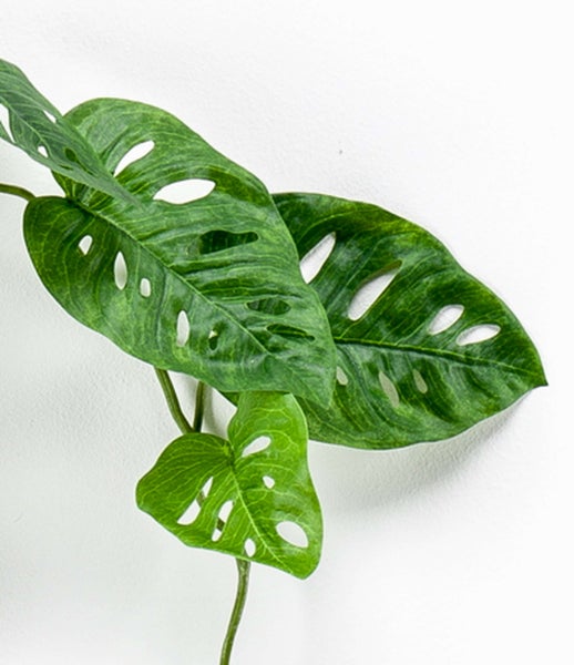 Künstliche Monstera-Blätter mit charakteristischen Löchern an einem Zweig.