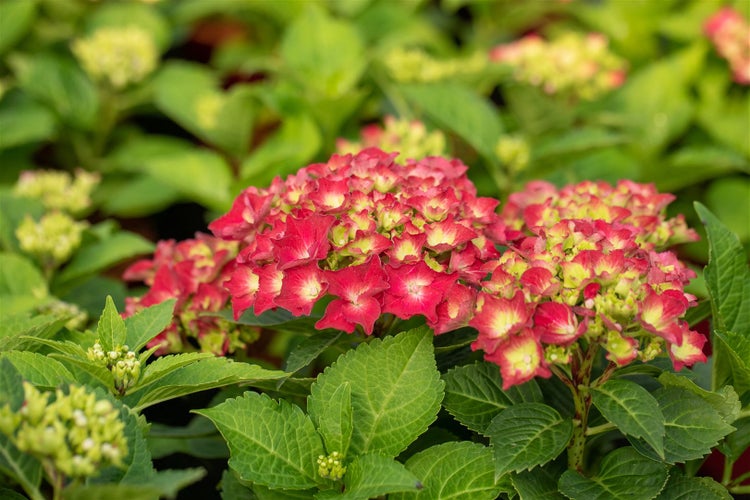 Nahaufnahme einer roten Hortensienblüte mit grünen Blättern