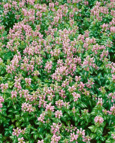 Lamium maculatum 'Shell Pink', Taubnessel, zartrosa, ca. 9x9 cm Topf