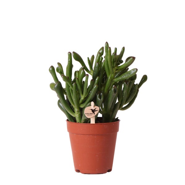 Kolibri Greens Sukkulente Crassula Hobbit Topfgröße 9cm grüne Zimmerpflanze frisch aus der Gärtnerei