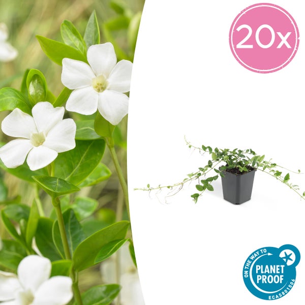 Bodendecker - Kleines Immergrün - Vinca minor 'Alba' - weißblühend - 9cm Topf - Set mit 20 Pflanzen