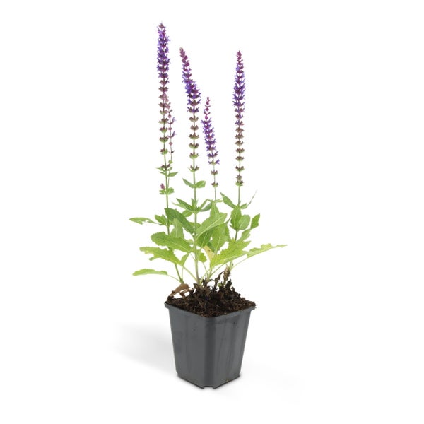 Ziersalbei - Steppensalbei - Salvia nemorosa 'Ostfriesland' - 9cm Topf - Set mit 20 Pflanzen