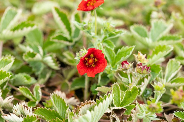 Potentilla atrosanguinea, Fingerstrauch, leuchtend rot, ca. 9x9 cm Topf