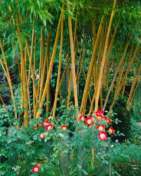 Phyllostachys vivax 'Aureocaulis', Bambus, gelb, 100-150 cm