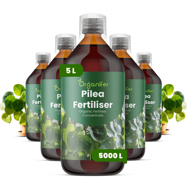 Fünf Flaschen Organifer Pilea Dünger, organisches Düngerkonzentrat, jeweils 5 Liter, für Pilea-Pflanzen.