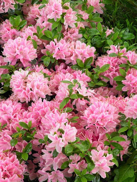 Nahaufnahme von rosa blühenden Rhododendren
