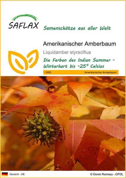 SAFLAX  - Amerikanischer Amberbaum - Liquidamber styraciflua - 100 Samen