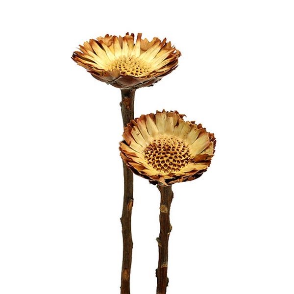 Zwei getrocknete Zierblumen auf Stielen