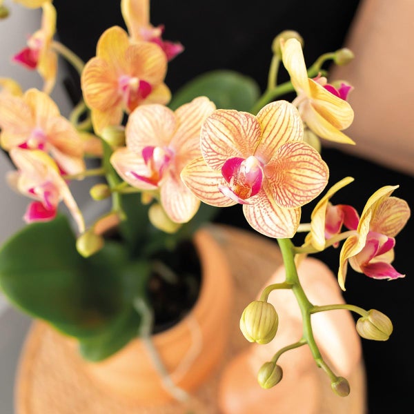 Kolibri Orchids Geschenkset Optimismus kleiner Pfirsich Grünpflanze mit orangefarbener Phalaenopsis-Orchidee in Candy-Ziertöpfen auf weißem Bio-Tablett