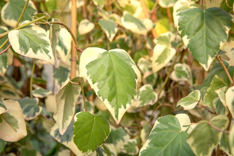 Hedera colchica 'Dentata Variegata', Efeu, buntlaubig, 60–100 cm