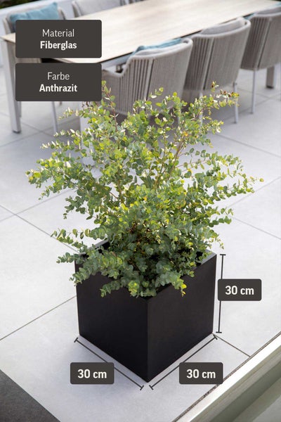 Quadratischer Pflanzkübel aus Fiberglas in Anthrazit, 30 mal 30 mal 30 Zentimeter, mit einer Pflanze auf einer Terrasse mit Gartenmöbeln.
