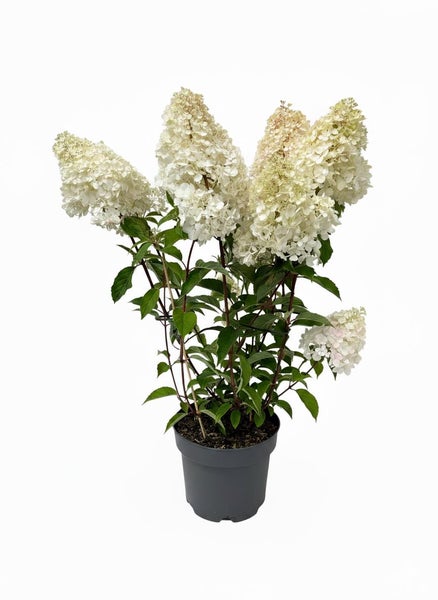 Rispenhortensie mit cremeweißen Blüten in einem Kunststofftopf