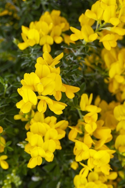 Genista 'Porlock', Ginster, gelb, 20–30 cm