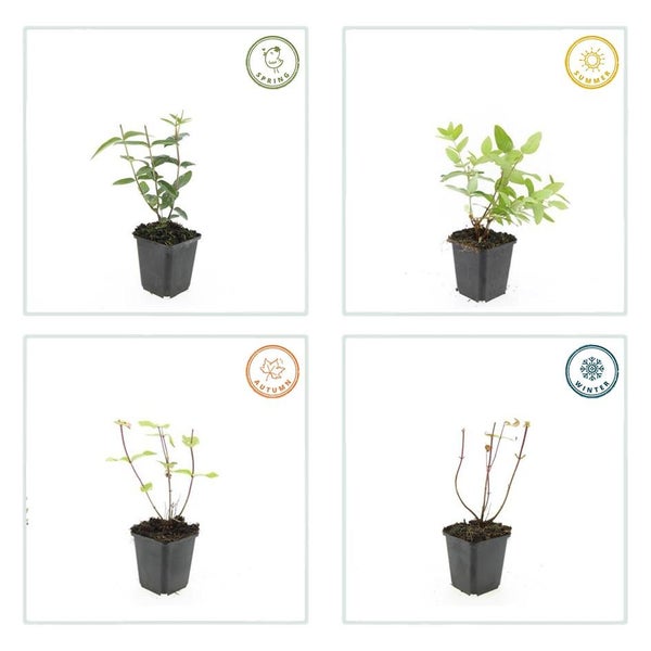 Bodendecker - Johanniskraut - Hypericum inodorum - 9cm Topf - Set mit 6 Pflanzen