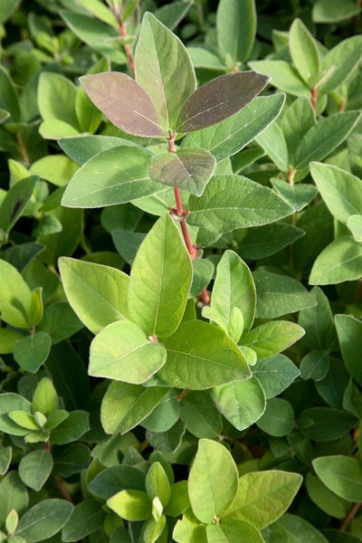 Lonicera kamtschatica 'Blue Velvet' -R-, Honigbeere, 30–40 cm