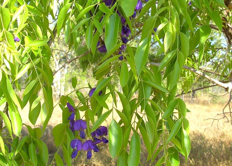 SAFLAX  - Afrikanischer Blauregen - Bolusanthus africanus - 15 Samen - Mit keimfreiem Anzuchtsubstrat