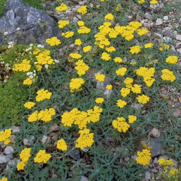 Goldkörbchen mit gelben Blüten und grünen Blättern im Garten