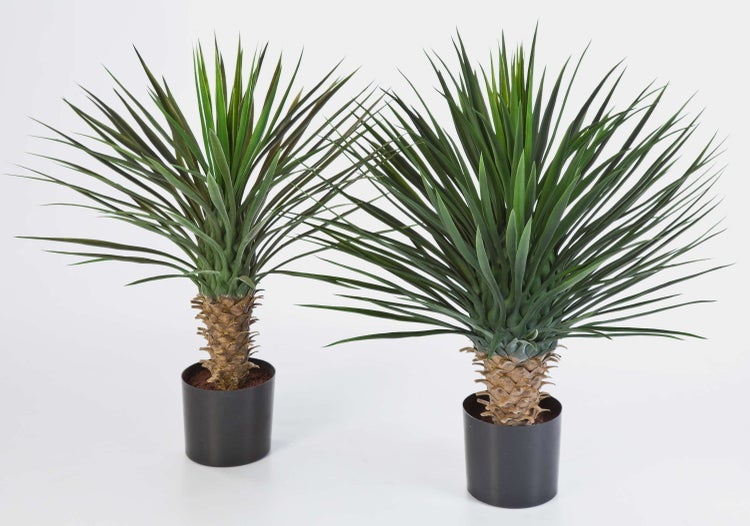 Yucca-Palme im schwarzen Kunststofftopf mit spitzen grünen Blättern und strukturiertem Stamm.