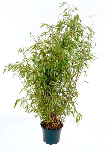 Bambuspflanze im Topf