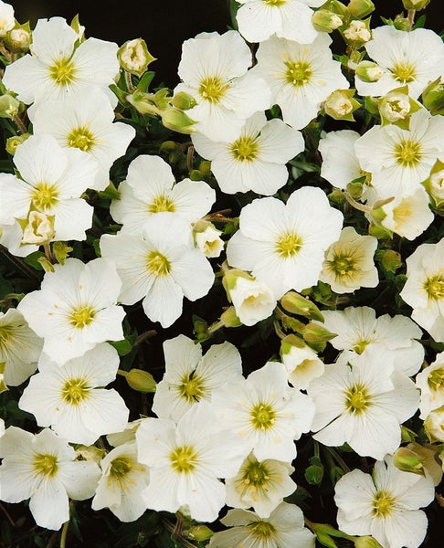 Nahaufnahme von blühendem, weißem Sandkraut