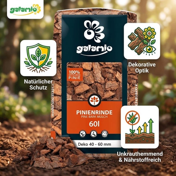 Euphorbia multiceps im Topf, Ansicht von oben