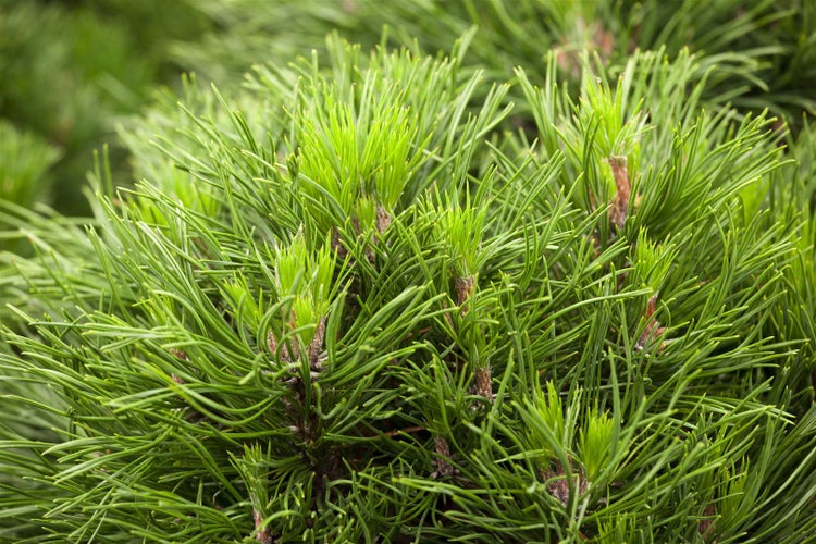 Pinus mugo 'Varella', Bergkiefer, kompakt, 20–25 cm