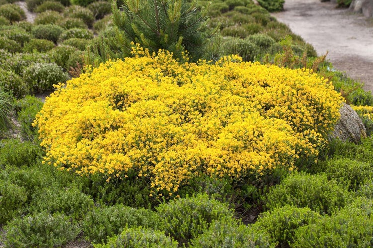 Cytisus beanii, Ginster, gelb, 30–40 cm