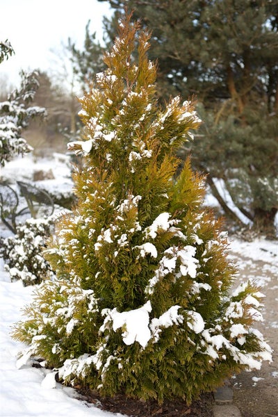 Thuja plicata '4ever Goldy' ®, gelbgrün, 80–100 cm