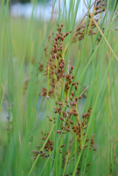Juncus effusus, Flatter-Binse, ca. 9x9 cm Topf