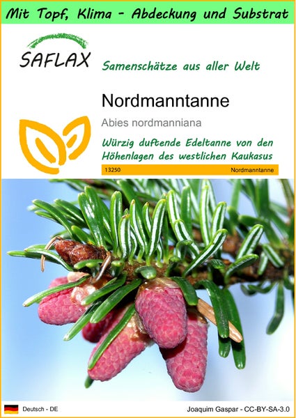 SAFLAX Garden to go - Nordmanntanne - Abies nordmanniana - 20 Samen - Mit Topf, Klima - Deckel und Anzuchtsubstrat