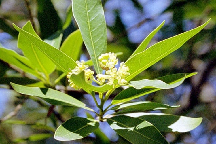 SAFLAX Garden to go - Gewürzlorbeerbaum - Laurus nobilis - 6 Samen - Mit Topf, Klima - Deckel und Anzuchtsubstrat