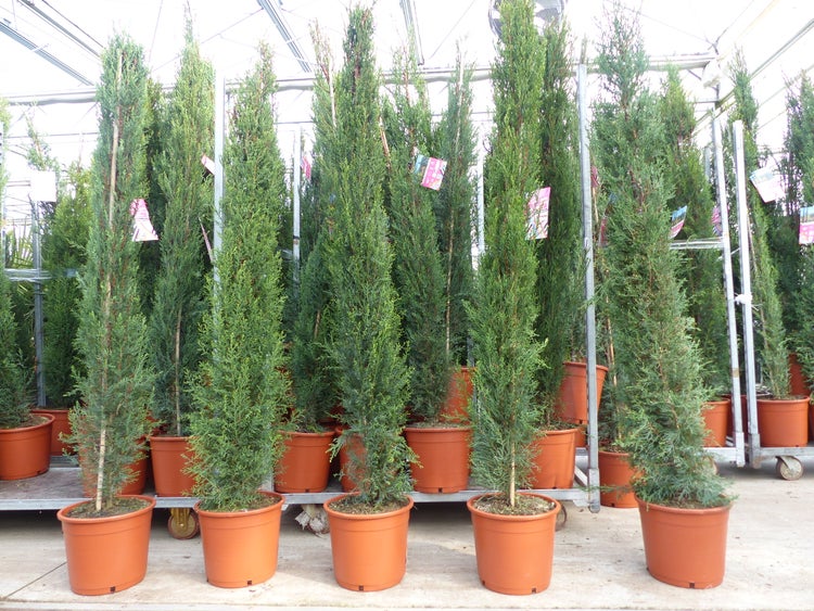 Schmale Mittelmeer-Zypressen in braunen Töpfen, aufgereiht in einem hellen Gewächshaus.