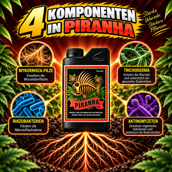 Infografik zeigt Piranha Pflanzendünger mit Mykorrhiza Pilzen, Trichoderma, Rhizobakterien und Aktinomyzeten zur Förderung des Wurzelwachstums.