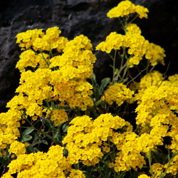 Gelb blühendes Berg-Steinkraut Alyssum montanum in voller Blüte.