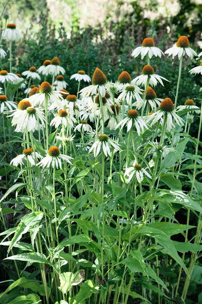 Echinacea purpurea 'White Swan', weiß, ca. 9x9 cm Topf
