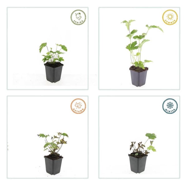 Jahreszeitliche Entwicklung einer Gartenpflanze im Topf im Frühling Sommer Herbst und Winter.