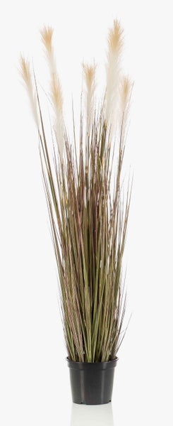 Getrocknetes Pampasgras mit flauschigen Wedeln.