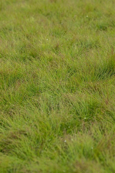 Nahaufnahme von Ziergras im Garten
