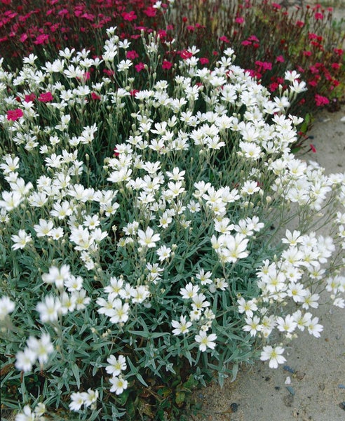 Cerastium biebersteinii, Silberteppich, silbrig-grau, ca. 9x9 cm Topf