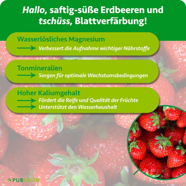 Infografik zu Vorteilen für Erdbeeren: Magnesium, Tonmineralien und Kalium unterstützen Wachstum, Reife und Nährstoffaufnahme. Purgrün Logo.
