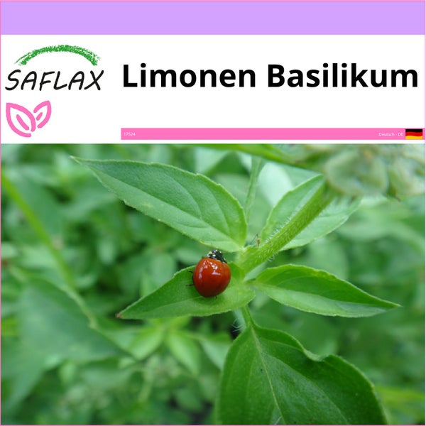 SAFLAX  - Limonen Basilikum - Ocimum citriodorum - 200 Samen