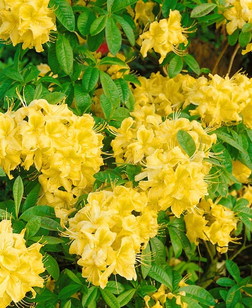 Rhododendron luteum 'Golden Sunset', gelb, 30–40 cm