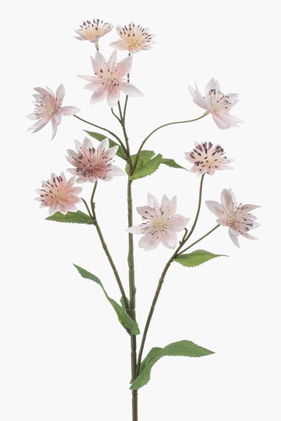 Künstliche Astrantia Sterndolde mit hellrosa Blüten und grünen Blättern am Stiel für die Innendekoration.