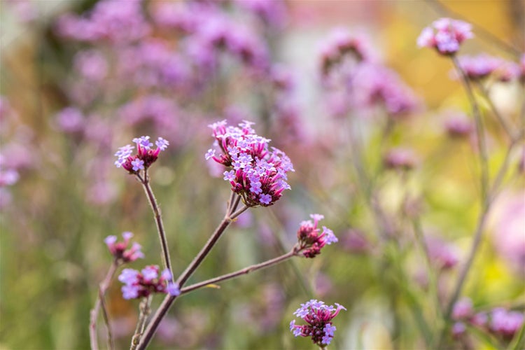 Verbena bonariensis 'Lollipop', Eisenkraut, violett, ca. 9x9 cm Topf