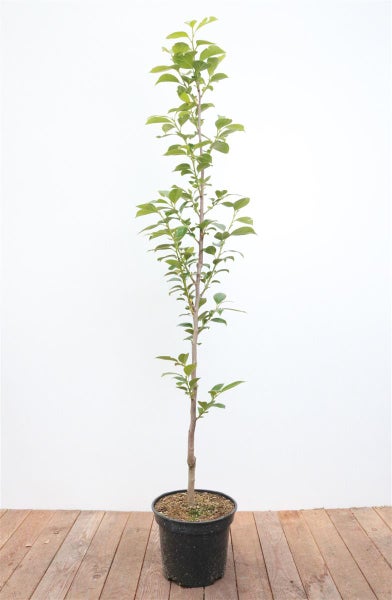 Diospyros kaki 'Ernesto', Kaki, 125–150 cm, süß und saftig